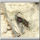 Hedychrum rutilans - Goldwespe 07a am Bienenwolfnest.jpg